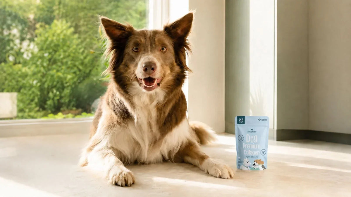 Perro junto a Dog Premium Collagen de altapets, suplemento de colágeno marino para perros.
