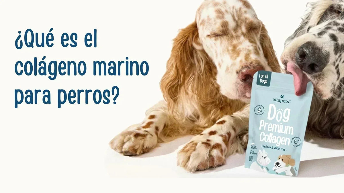 Dos perros junto a Dog Premium Collagen de altapets, suplemento de colágeno marino para perros.