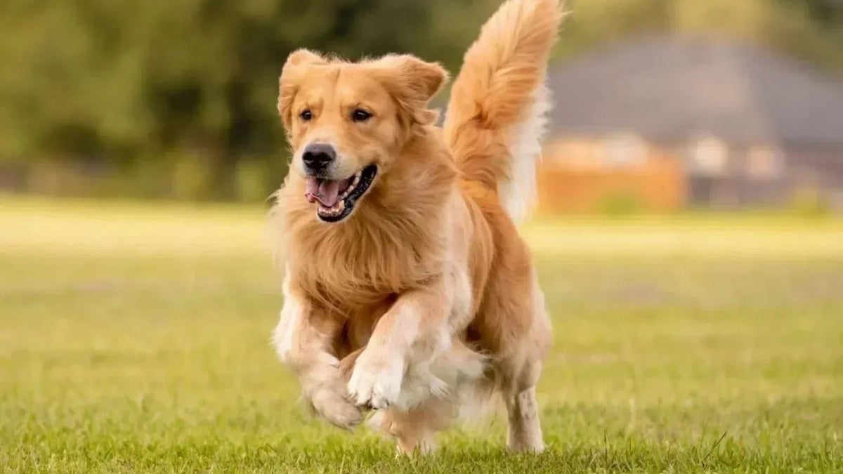 Golden Retriever corriendo sobre el pasto al aire libre