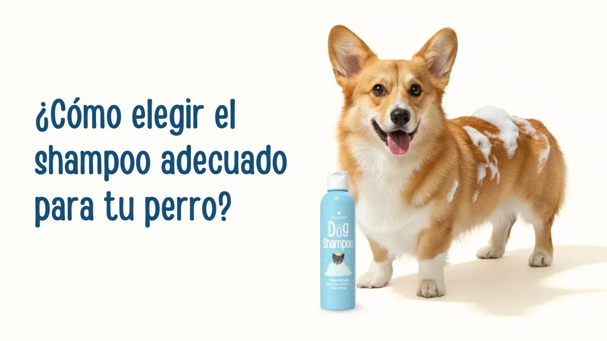 Cómo elegir el shampoo adecuado para tu perro con corgi y shampoo altapets