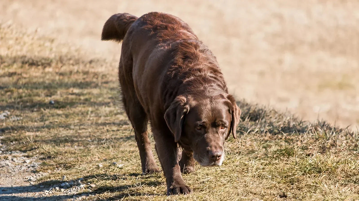 Cómo cuidar las articulaciones de tu perro todos los días