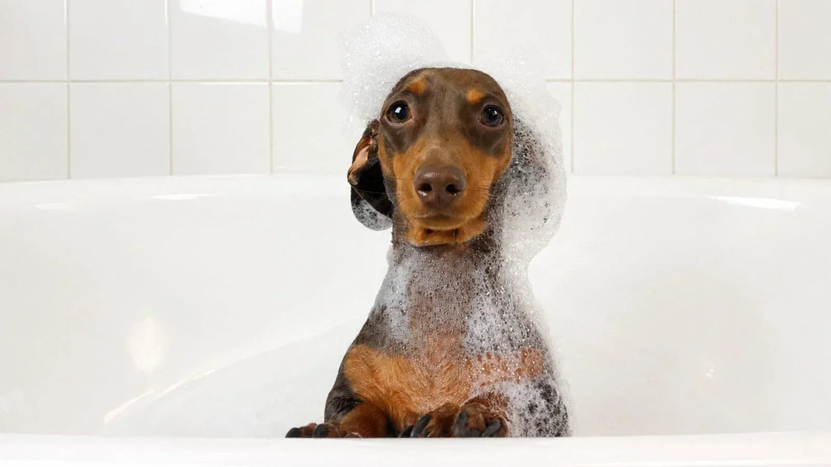 Perro dachshund durante el baño con espuma y shampoo para perros