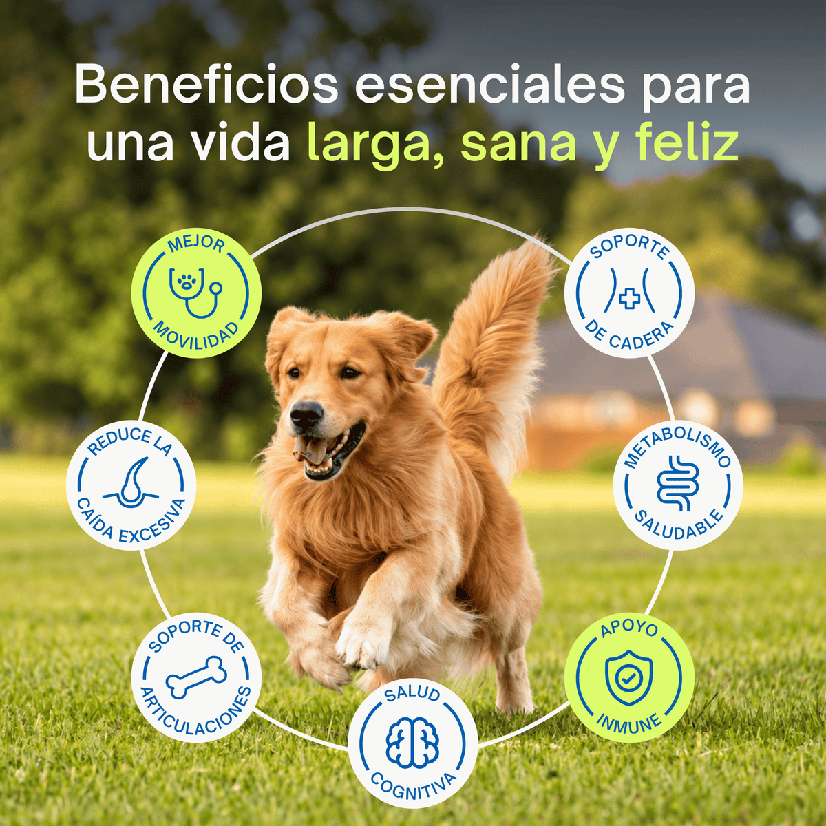 Colágeno & Vitaminas