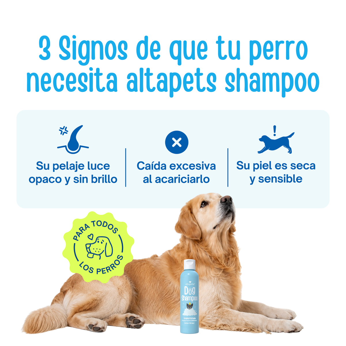 Shampoo