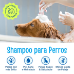 Shampoo