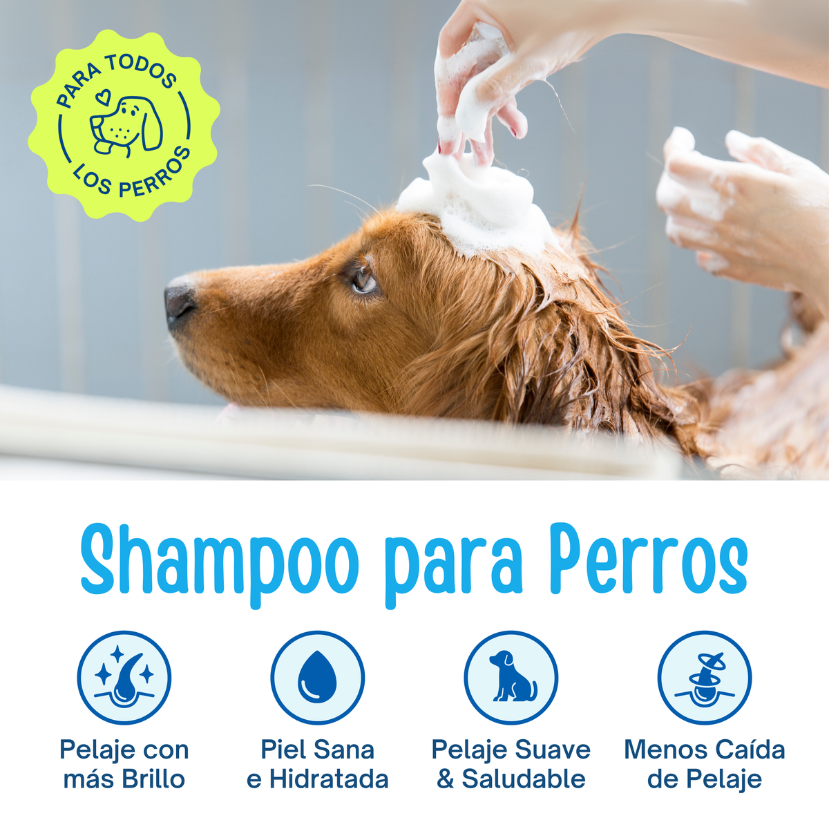 Shampoo