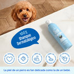 Shampoo